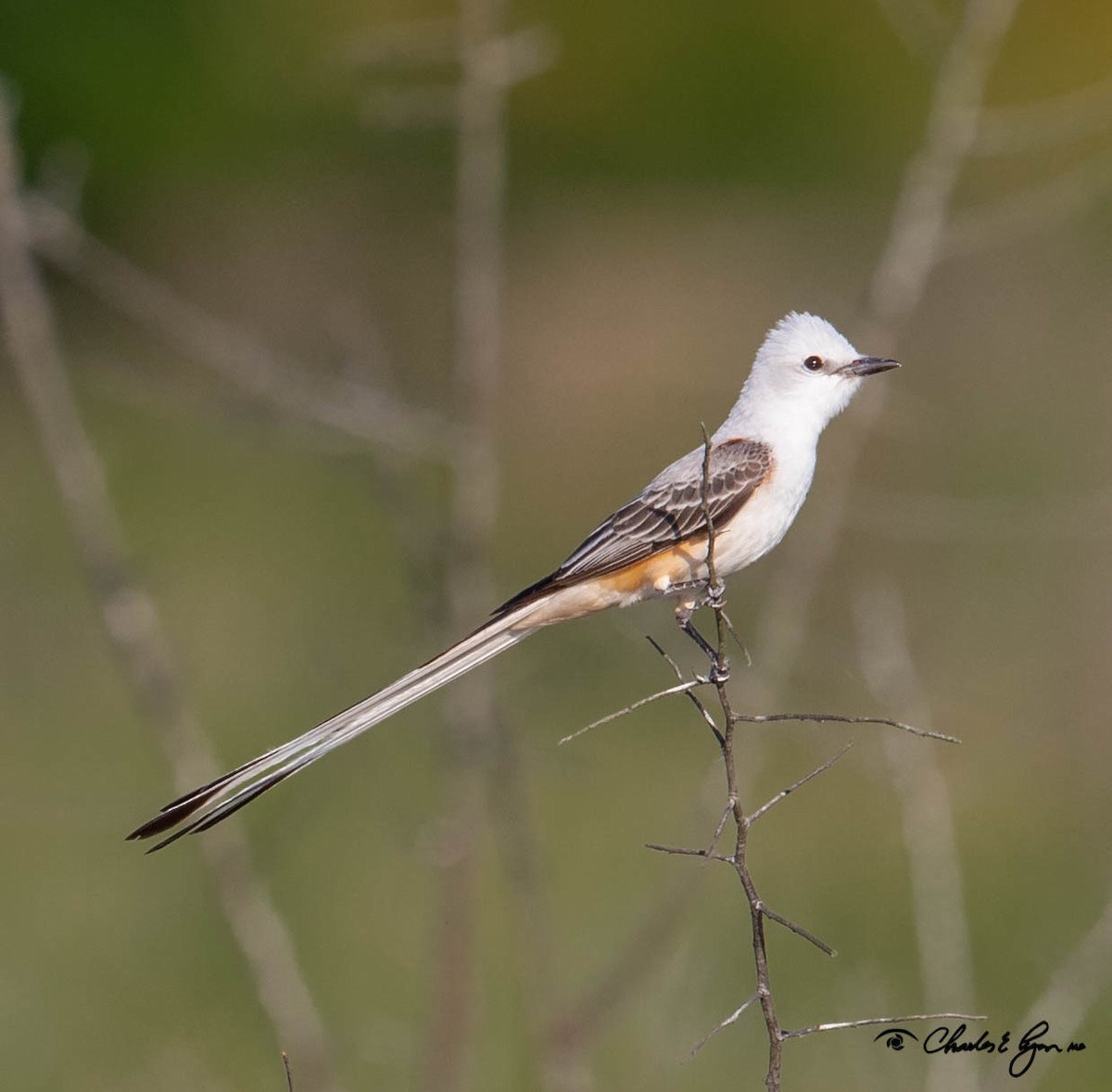 Scissor-tailed Flycatcher - Charles Lyon
