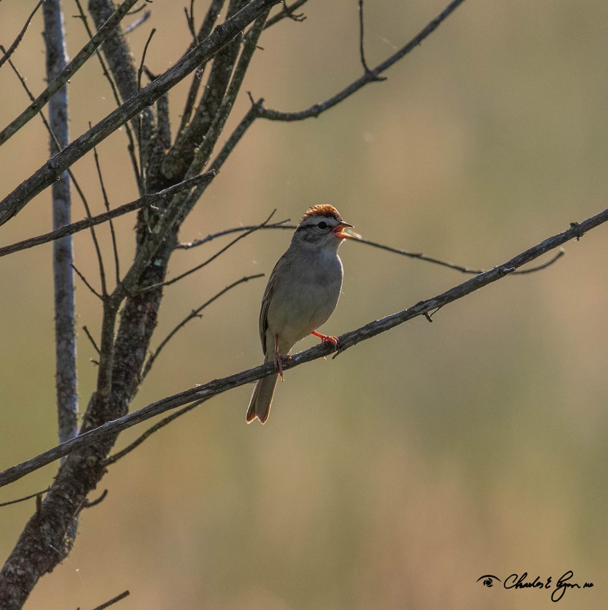 Chipping Sparrow - Charles Lyon