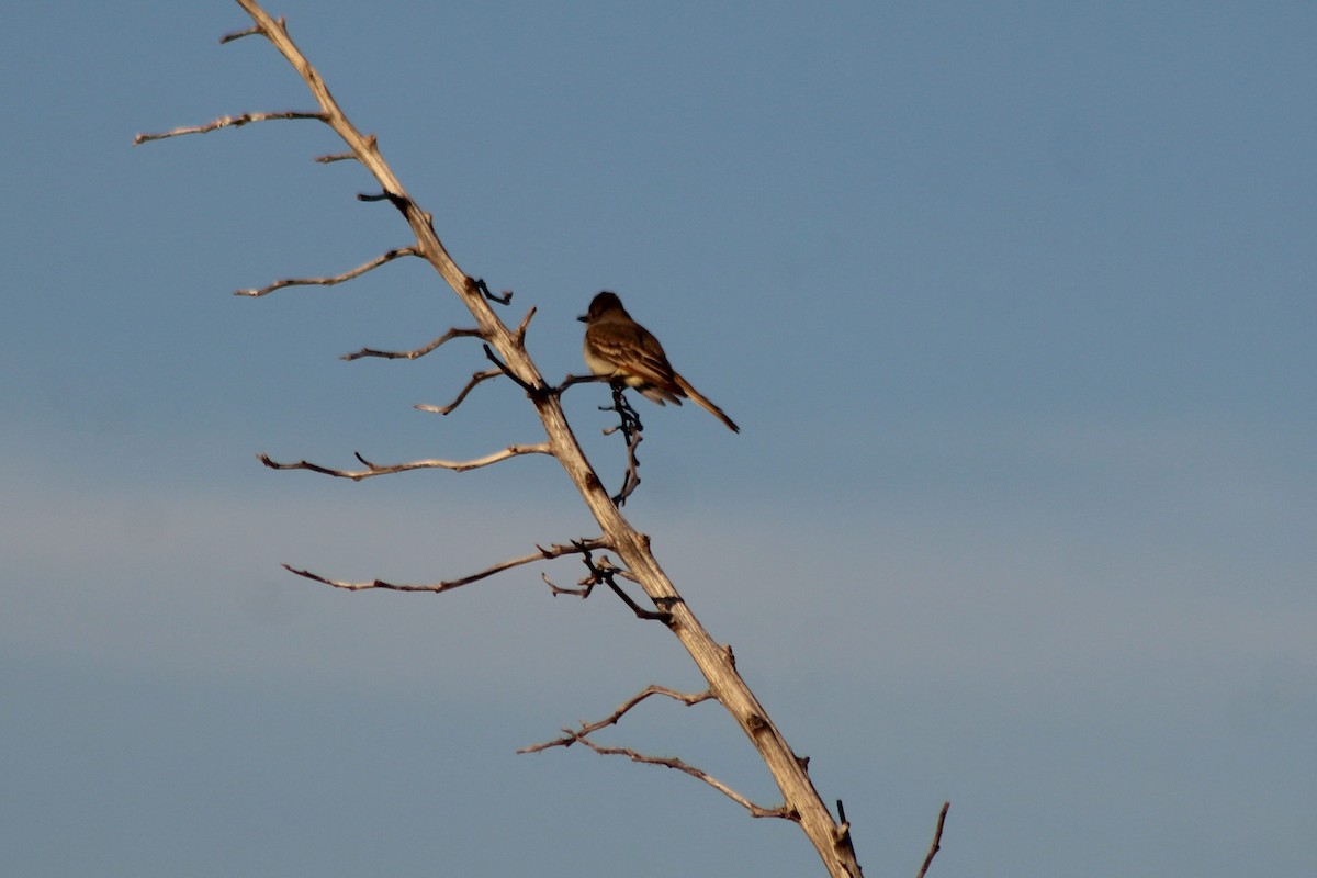 Brown-crested Flycatcher - David Lerwill