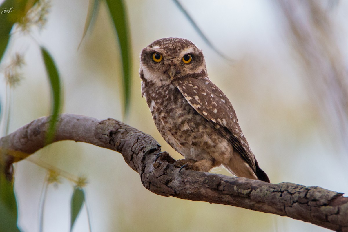 Spotted Owlet - ML156454961