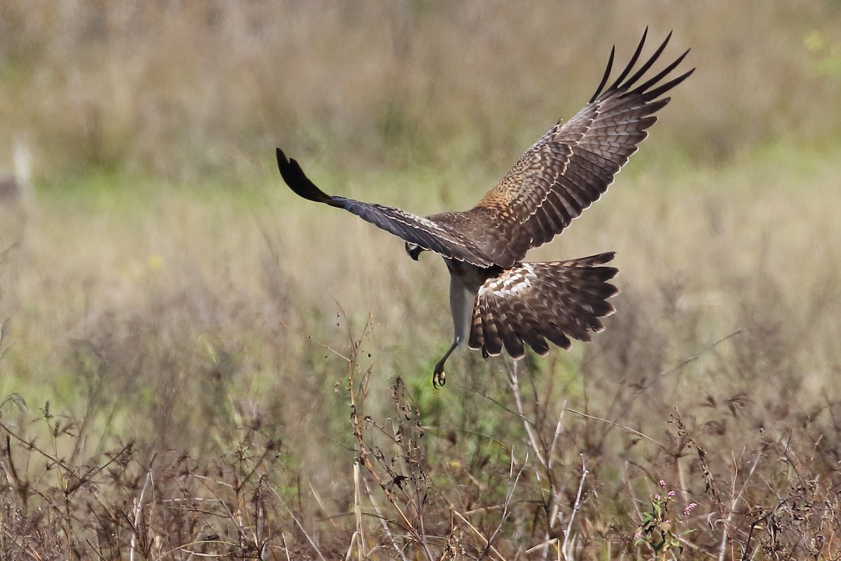 Spotted Harrier - ML156457521