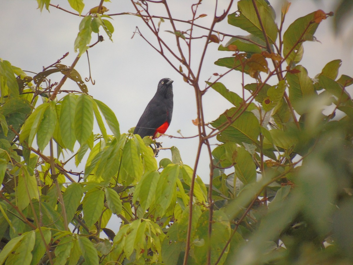Red-bellied Grackle - ML156457611