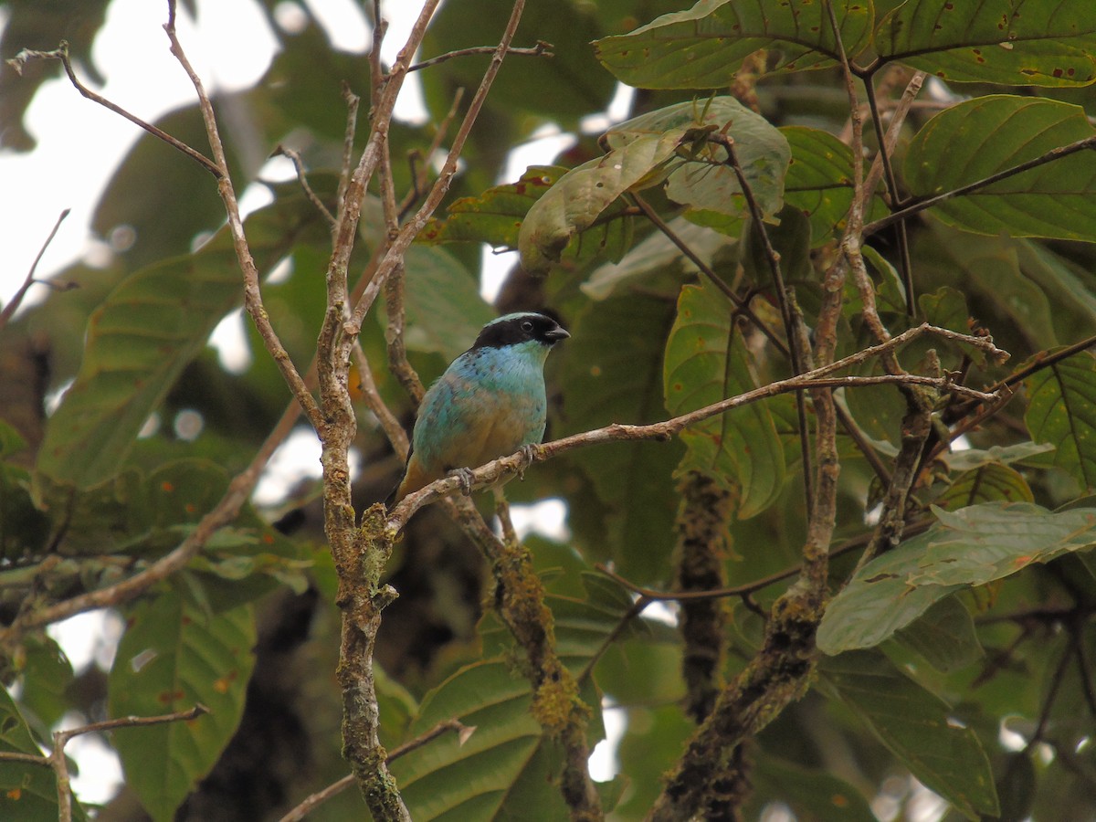 Blue-browed Tanager - Diego Orozco Plaza