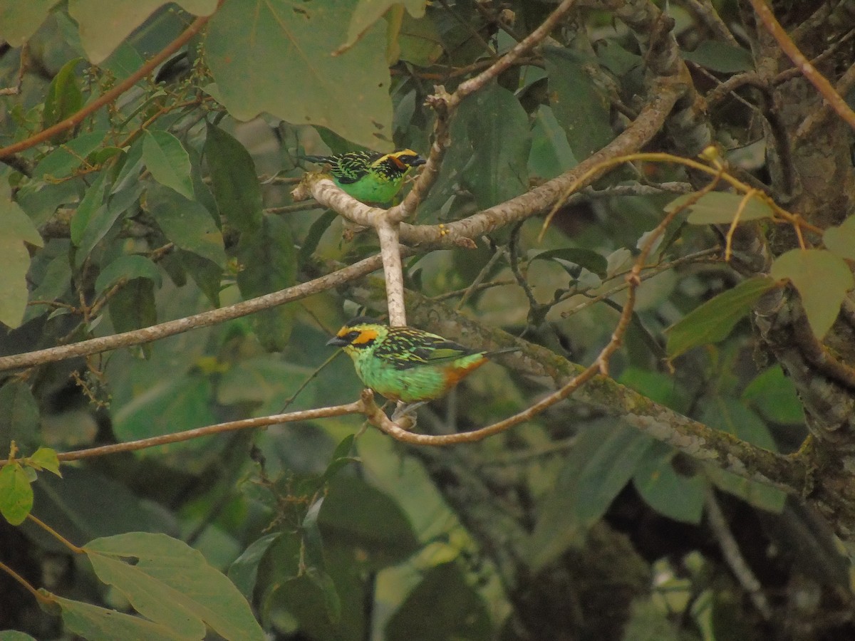 Golden-eared Tanager - Diego Orozco Plaza