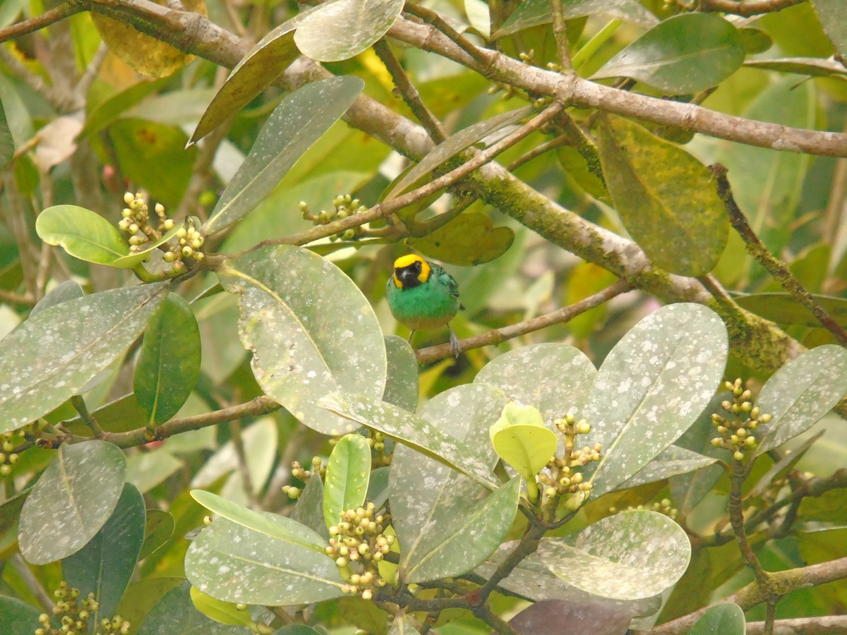 Saffron-crowned Tanager - Diego Orozco Plaza