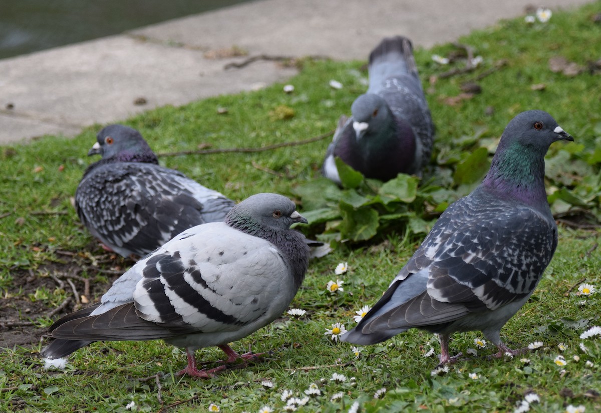 Rock Pigeon (Feral Pigeon) - A Emmerson