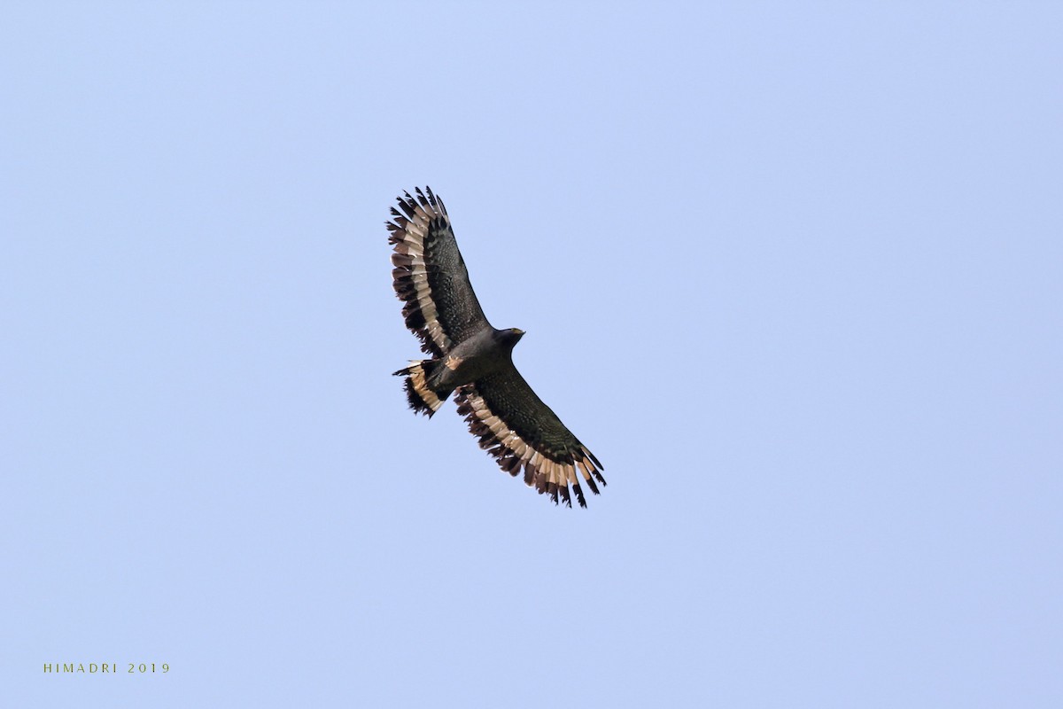 Crested Serpent-Eagle - Himadri Banerjee