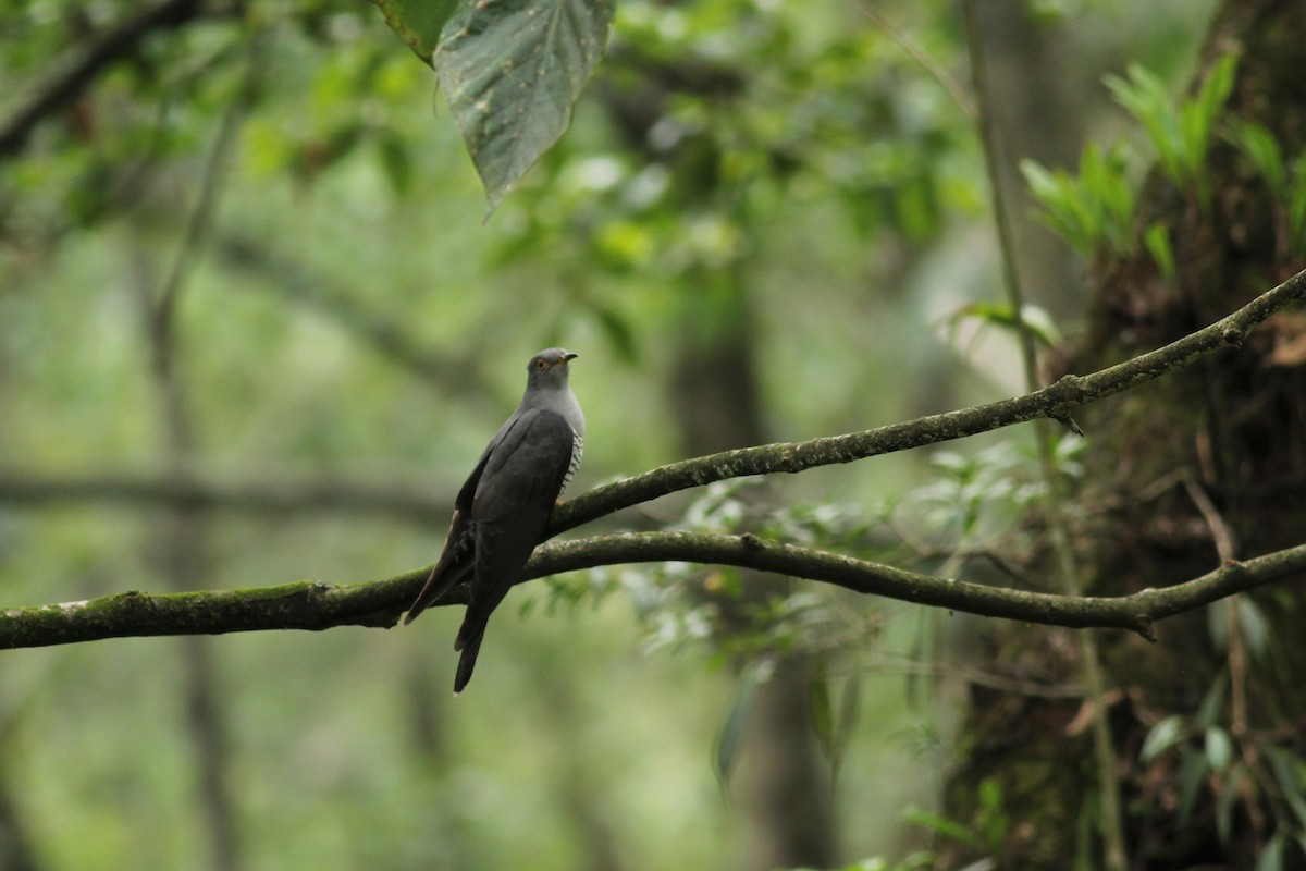 Common Cuckoo - Himadri Banerjee