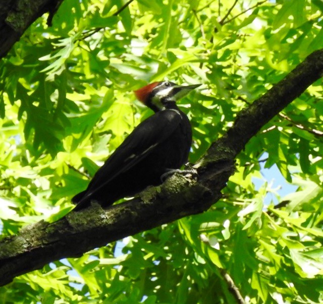 Pileated Woodpecker - Jim Varner