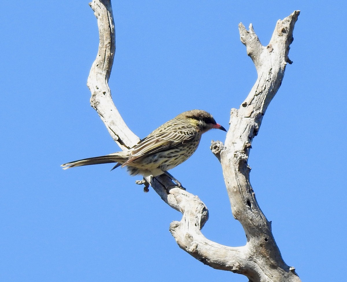Spiny-cheeked Honeyeater - Colin Palethorpe