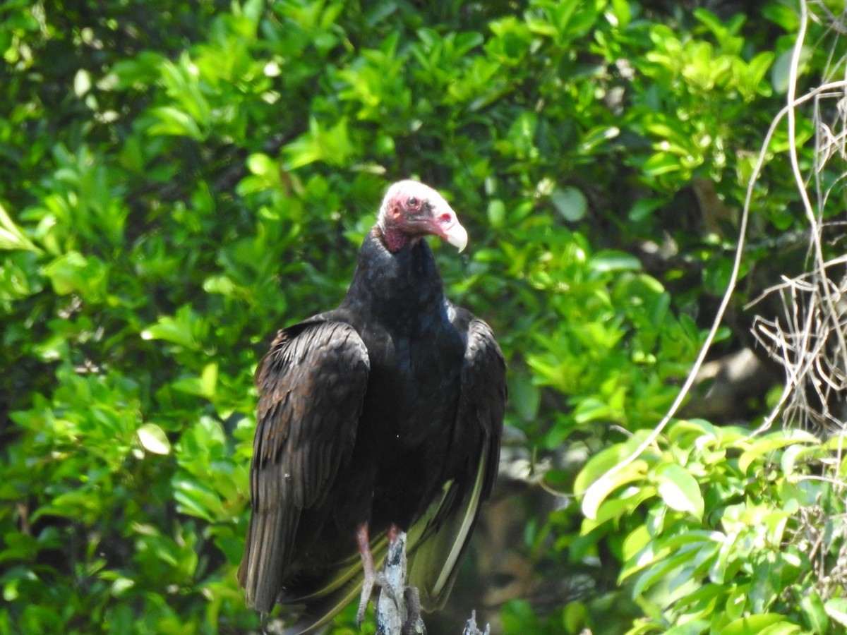 Turkey Vulture - ALEXANDRA MAÑOSCA