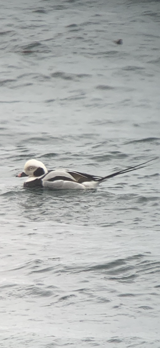 Long-tailed Duck - ML156476401