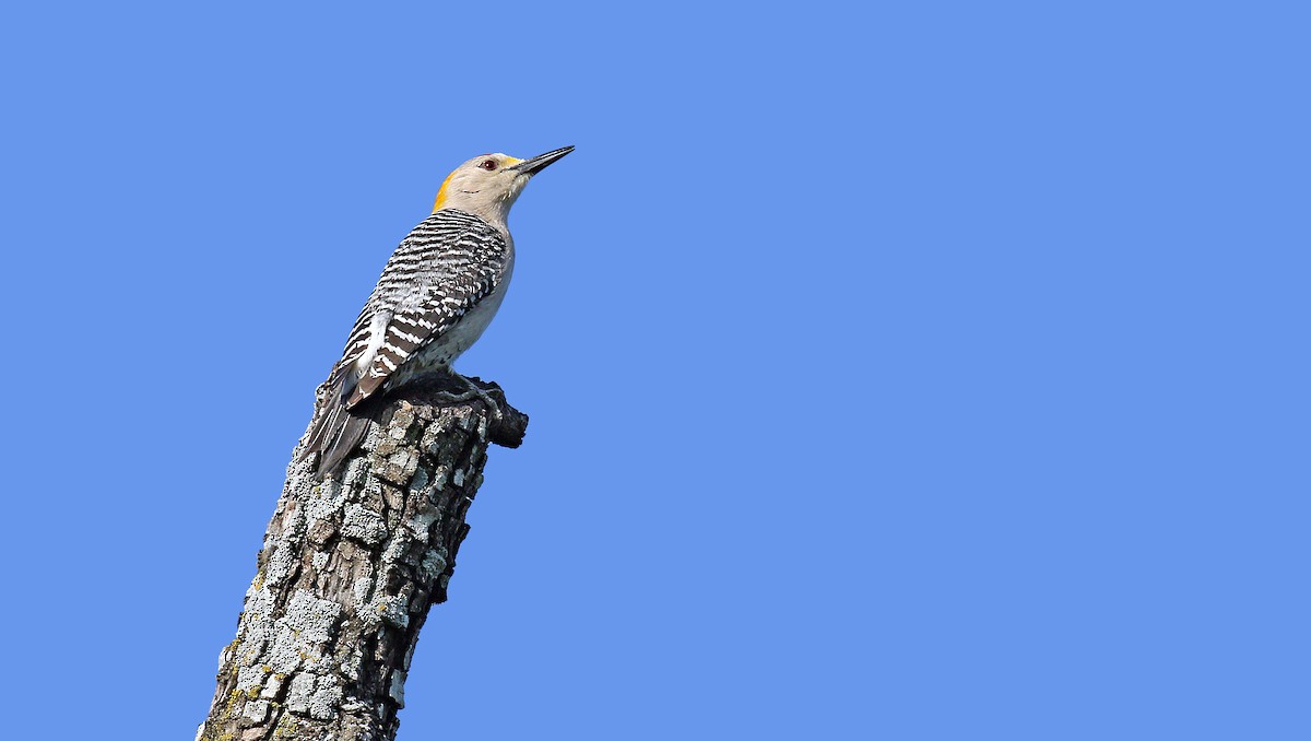 Golden-fronted Woodpecker (Northern) - Ryan Schain