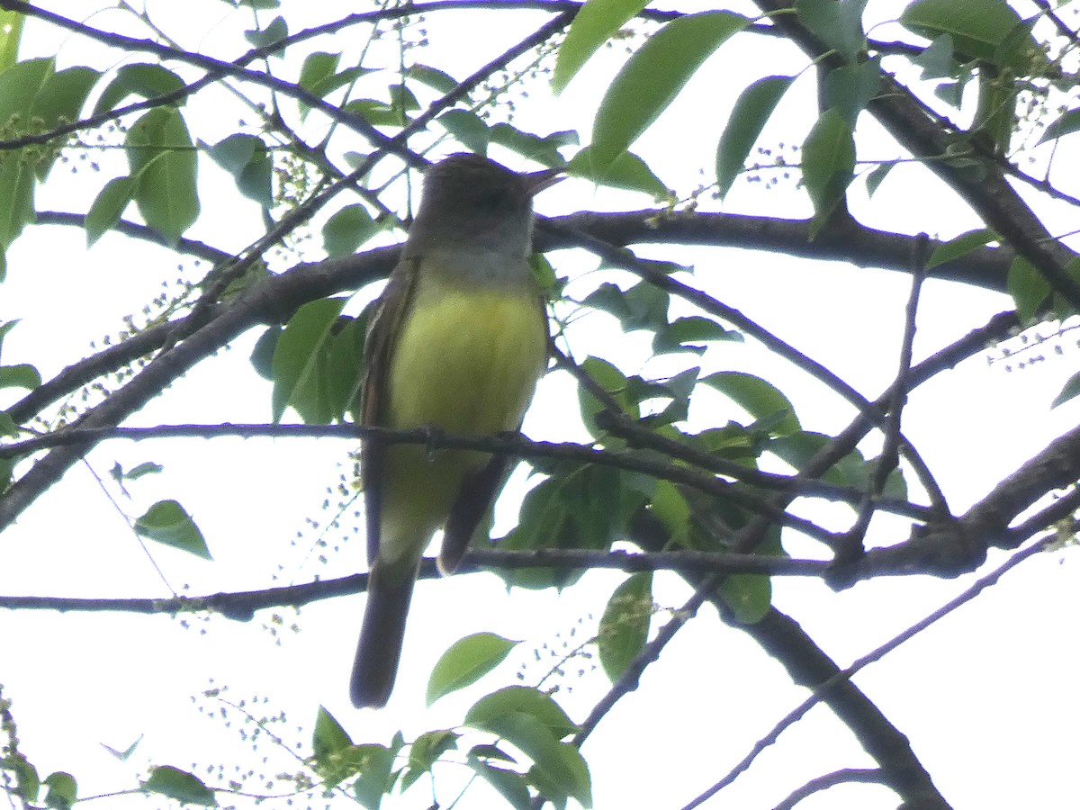 Great Crested Flycatcher - ML156490391