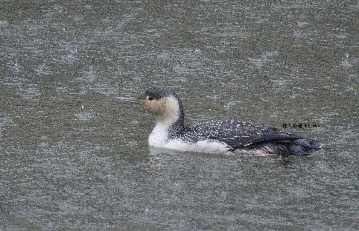 Red-throated Loon - ML156491951