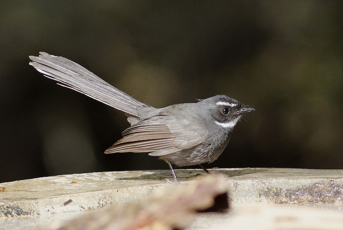 White-throated Fantail - ML156492791