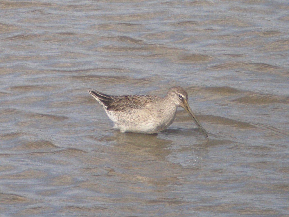 Long-billed Dowitcher - ML156493111