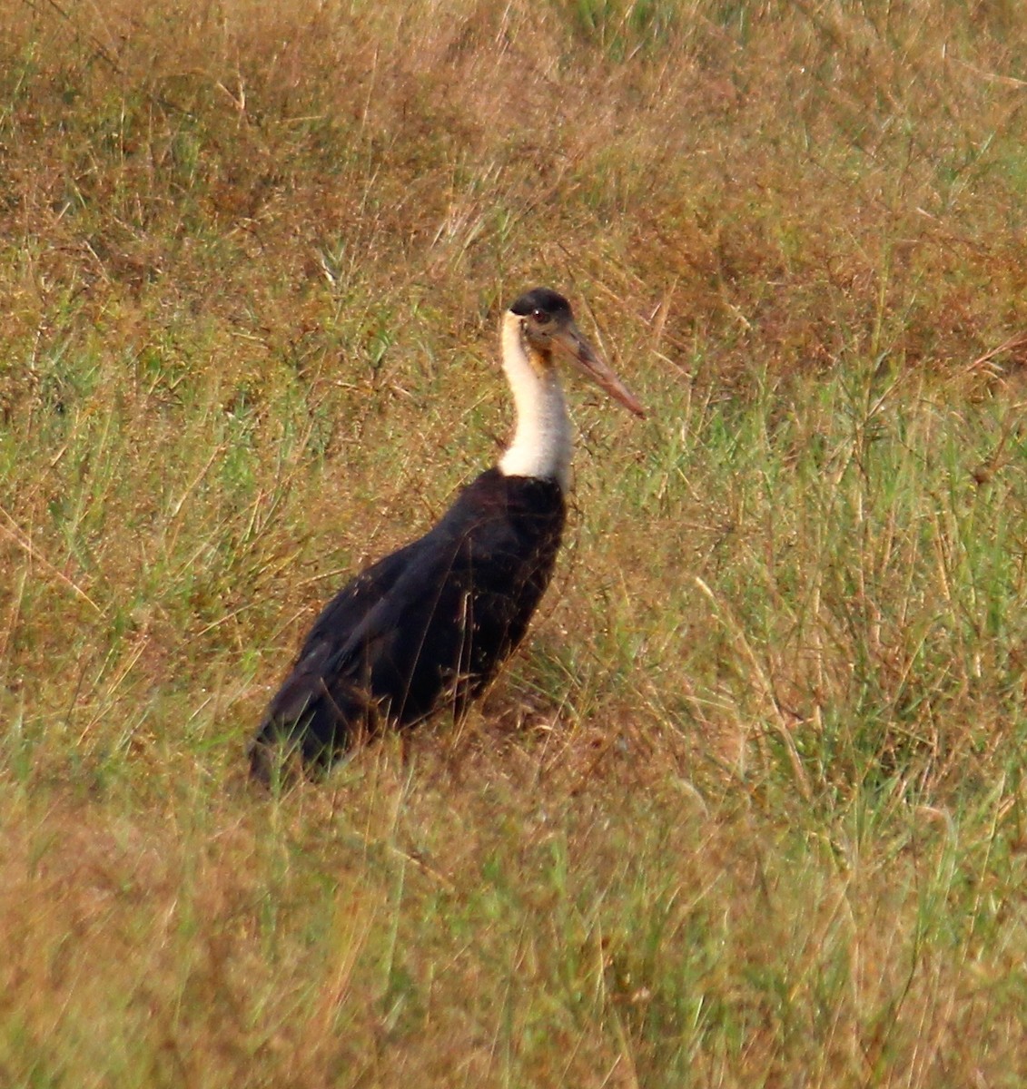 Asian Woolly-necked Stork - ML156493861