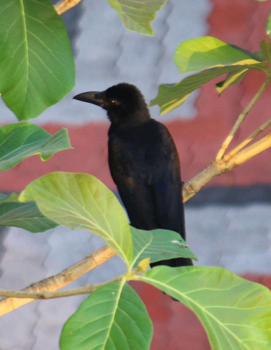 Large-billed Crow - ML156495531