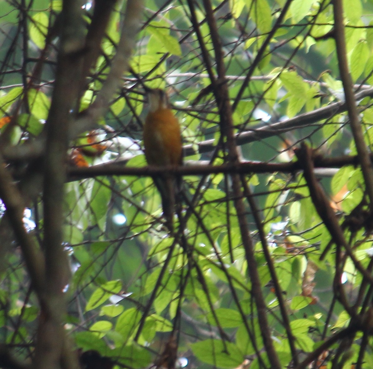 Orange-headed Thrush - Bindu  K