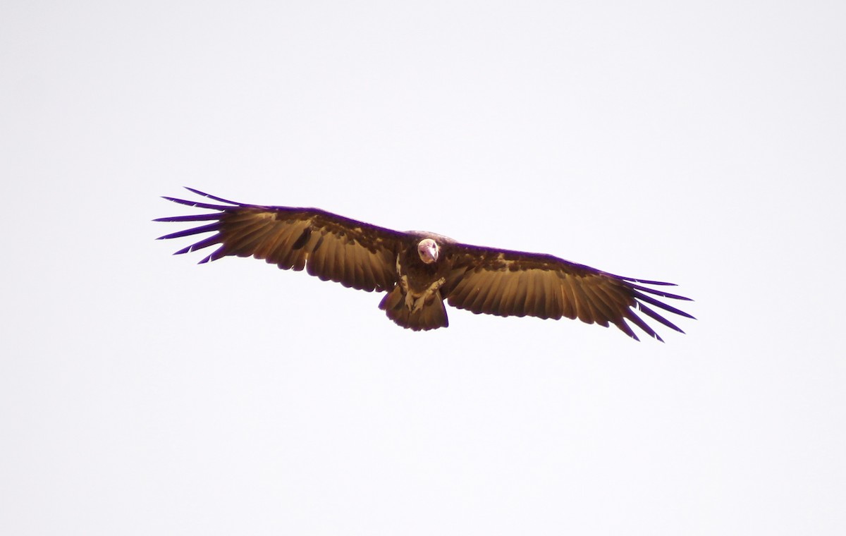 Hooded Vulture - ML156501071