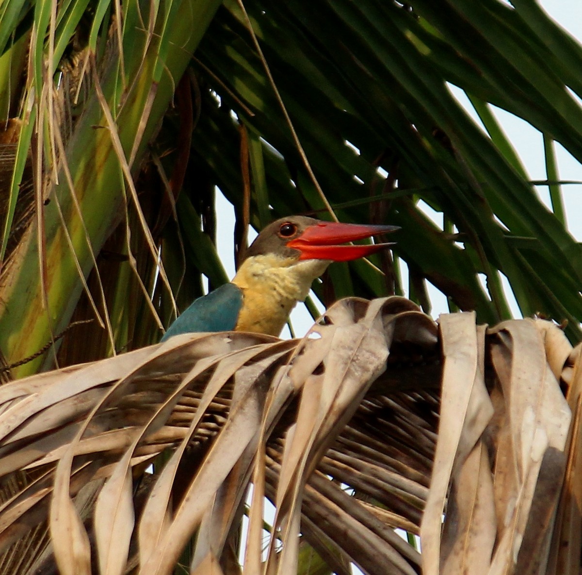 Stork-billed Kingfisher - Bindu  K