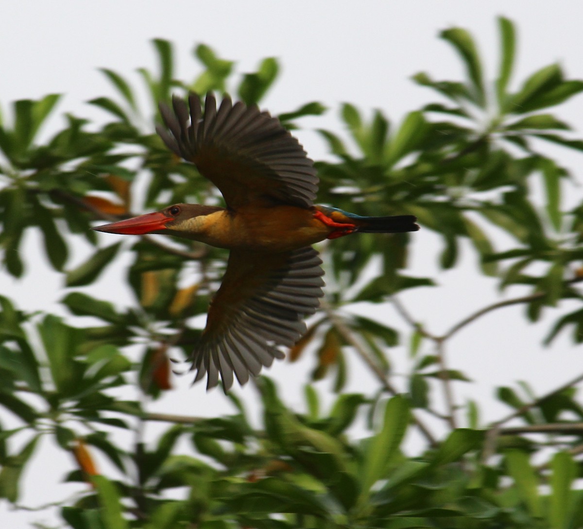 Stork-billed Kingfisher - ML156502061
