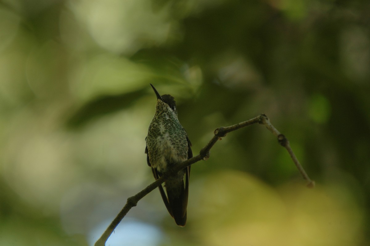 kolibřík fialovočelý - ML156504661