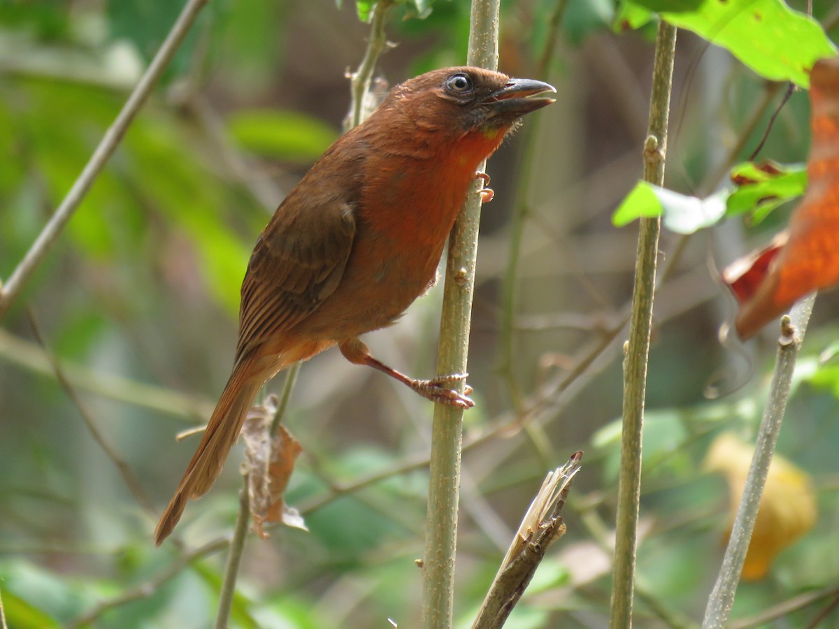 Red-throated Ant-Tanager - ML156509441
