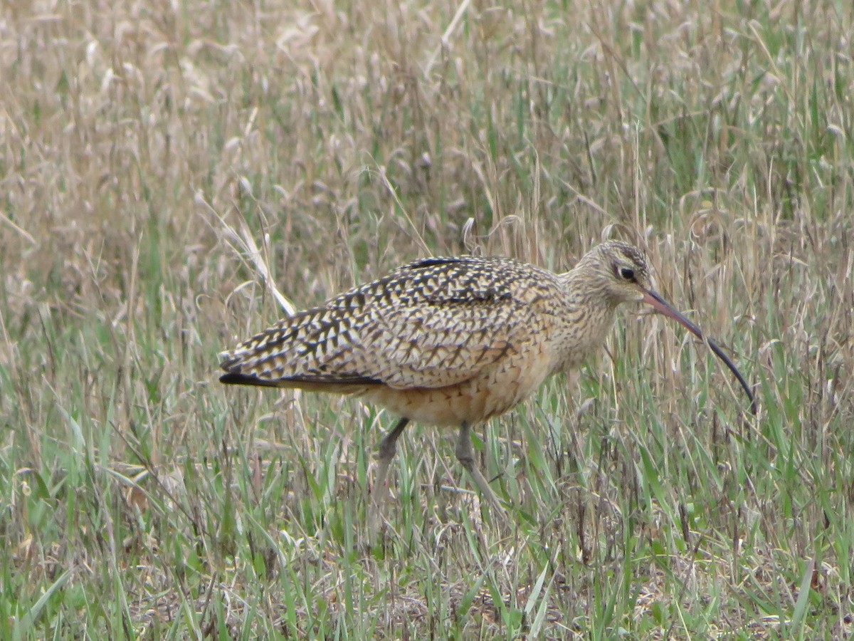 Long-billed Curlew - Bill Sampson