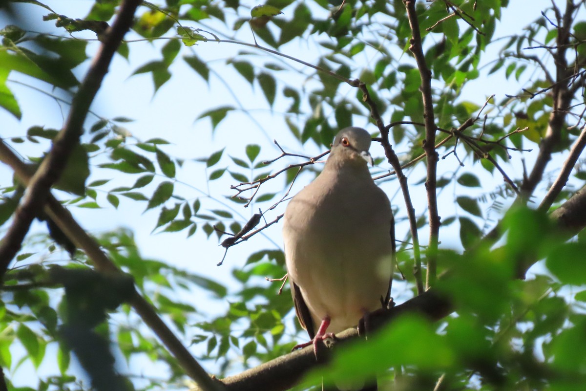 Large-tailed Dove - Cesar Augusto Pizarro Rios