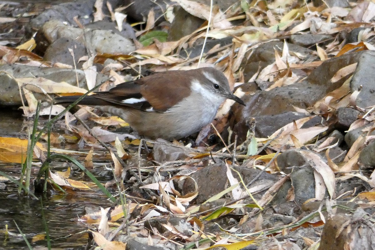 White-winged Cinclodes - ML156509741