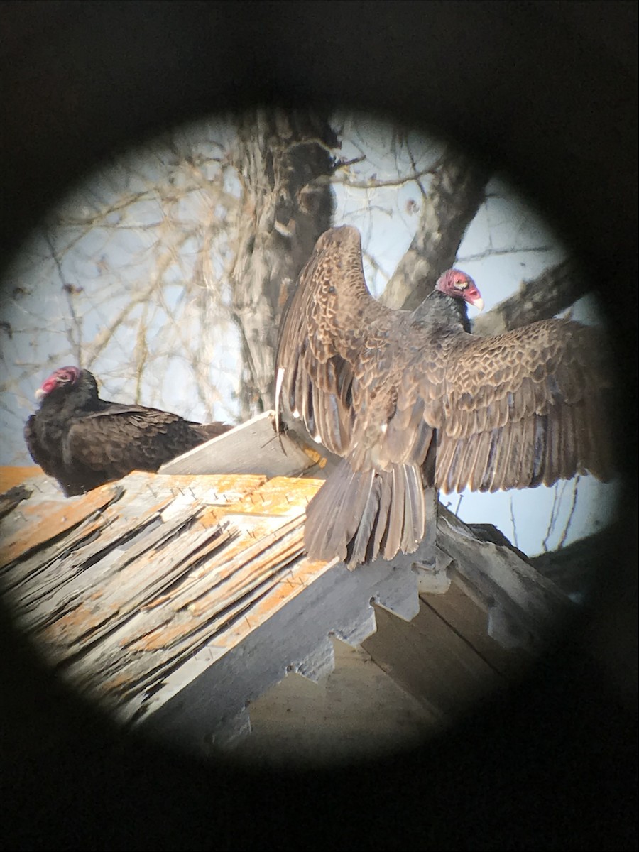Turkey Vulture - ML156515101