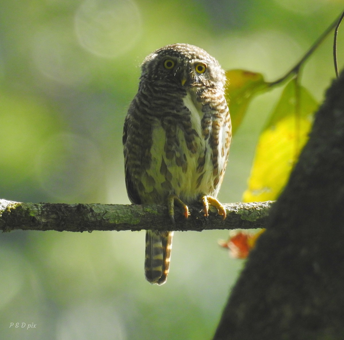 Collared Owlet - Preetam Roy