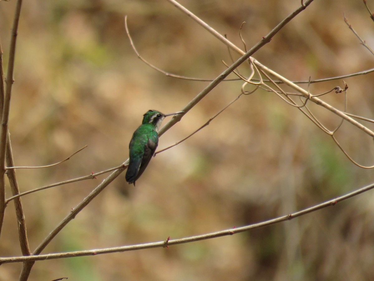 kolibřík Canivetův (ssp. salvini/osberti) - ML156517231