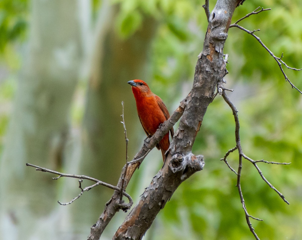 Hepatic Tanager - Mary McSparen