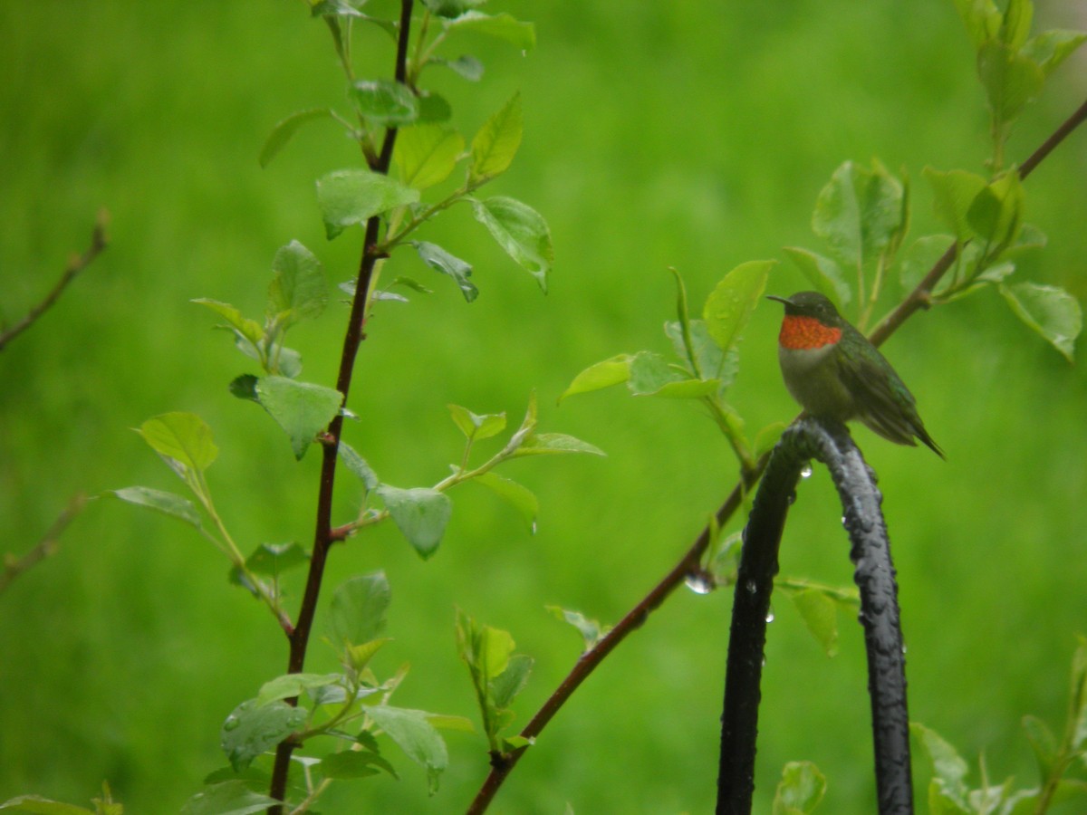 Ruby-throated Hummingbird - ML156523141