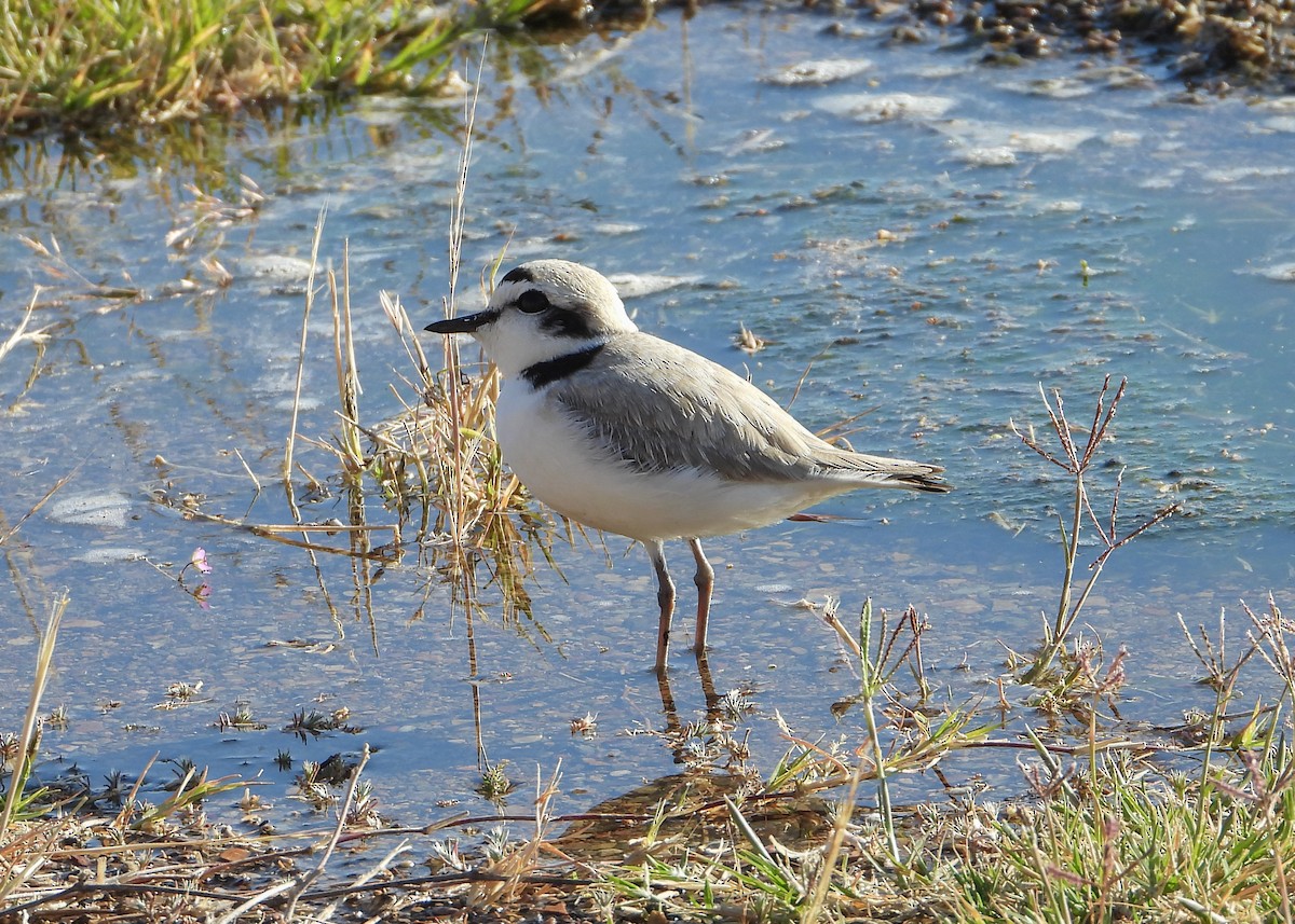 Snowy Plover - Jeanette Stone