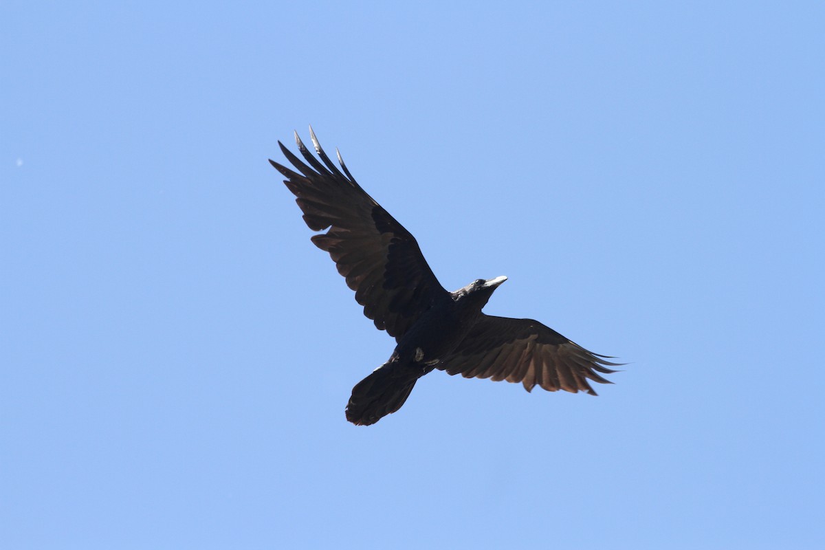 Common Raven - Jay Huila Balvin