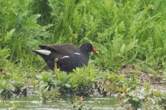 Eurasian Moorhen