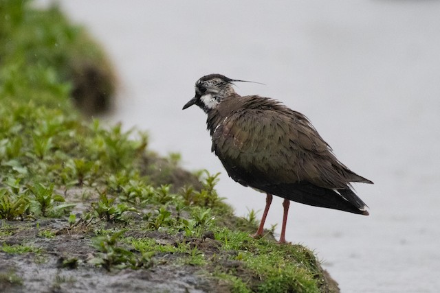 Northern Lapwing