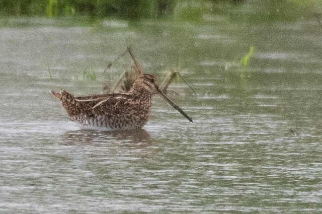 Common Snipe