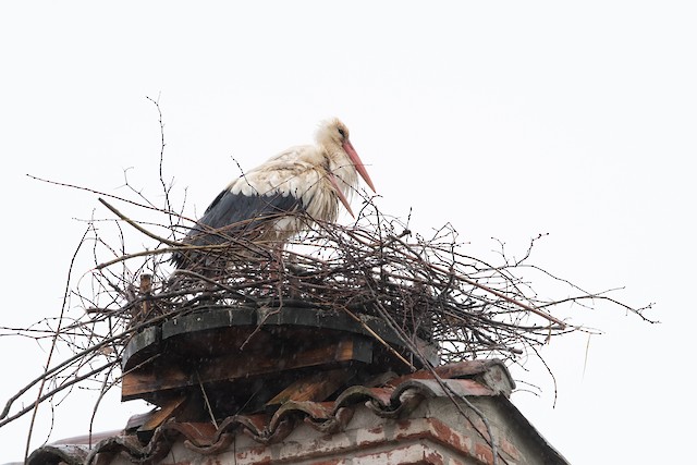 White Stork