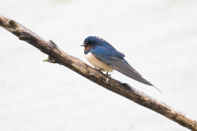 Barn Swallow