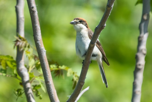 Woodchat Shrike