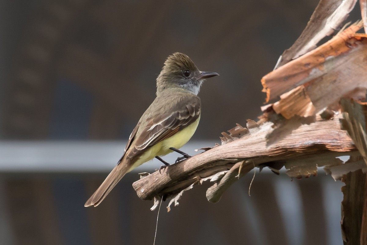 Great Crested Flycatcher - ML156531901