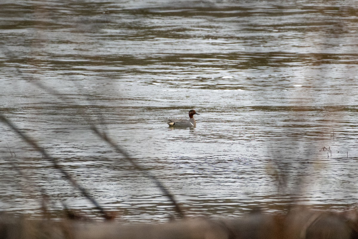 Green-winged Teal - ML156532451