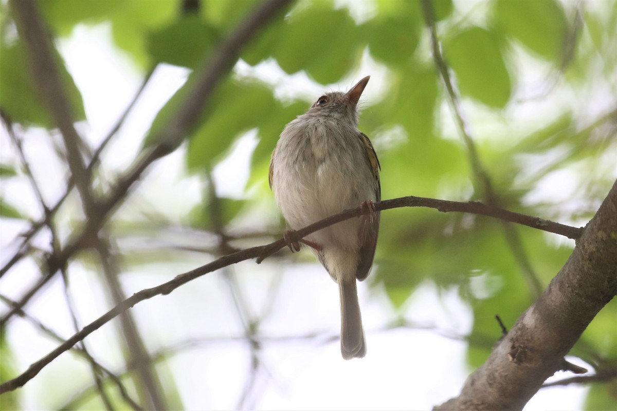 Pearly-vented Tody-Tyrant - ML156532961