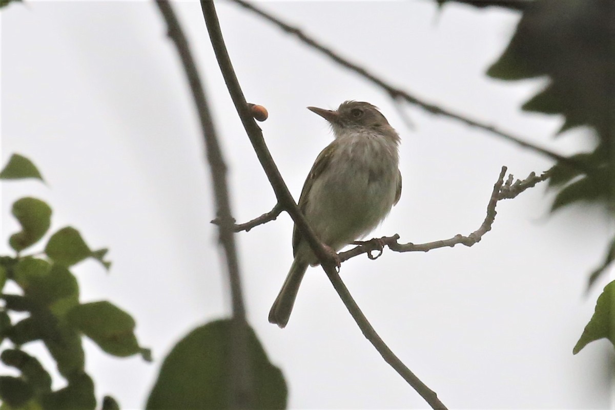Pearly-vented Tody-Tyrant - ML156533031