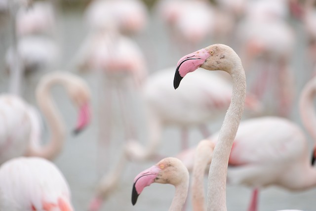 Greater Flamingo